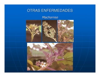OTRAS ENFERMEDADES
     Machorreo
 