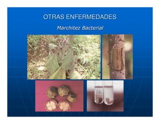 OTRAS ENFERMEDADES
   Marchitez Bacterial
 