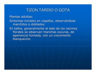 TIZON TARDIO O GOTA
Plantas adultas:
Síntomas iniciales en cogollos, observándose
  marchitos o doblados.
En tallos, generalmente al lado de los racimos
  florales se observan manchas oscuras, de
  apariencia húmeda, con un crecimiento
  blanquecino
 