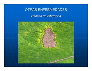 OTRAS ENFERMEDADES
  Mancha de Alternaria
 