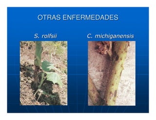 OTRAS ENFERMEDADES

S. rolfsii   C. michiganensis
 