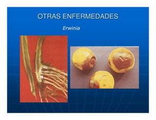 OTRAS ENFERMEDADES
     Erwinia
 