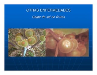 OTRAS ENFERMEDADES
  Golpe de sol en frutos
 
