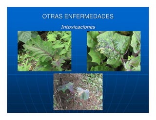 OTRAS ENFERMEDADES
    Intoxicaciones
 