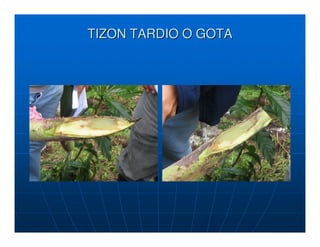 TIZON TARDIO O GOTA
 