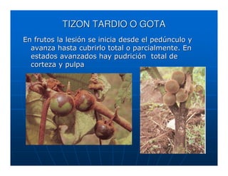 TIZON TARDIO O GOTA
En frutos la lesión se inicia desde el pedúnculo y
  avanza hasta cubrirlo total o parcialmente. En
  estados avanzados hay pudrición total de
  corteza y pulpa
 