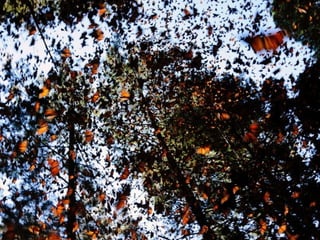 Descentralization.!
Local interactions, nearest Neighbour interaction!
 