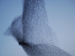 Cuant ic s Cr eat ives Lab =
contact@cuant ic s.com
www.cuant ic s.com
0034 94 6430160
BIOMIMICRY
IBERIA
SIMPLE RULES.
 