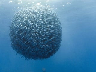 from PREDICTION to ADAPTATION
 