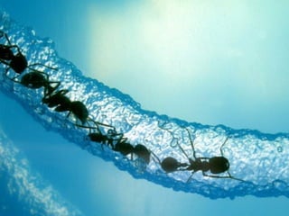 LOCAL DECISITION MAKING
 