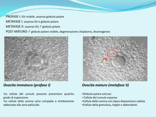 PROFASE I: GV visibile, assenza globulo polare
 METAFASE I: assenza GV e globulo polare
 METAFASE II: assenza GV, I° globulo polare
 POST-MATURO: I° globulo polare visibile, degenerazione citoplasma, disomogeneo




                                                                           PB




Ovocita immaturo (profase I)                              Ovocita maturo (metafase II)

•Le cellule del cumulo possono presentare qualche         •Globulo polare estruso
grado di espansione.                                      • Cellule del cumulo espanse
•Le cellule della corona sono compatte e strettamente     •Cellule della corona con tipica disposizione radiata
addossate alla zona pellucida                             •Cellule della granulosa, larghe e abbondanti.
 