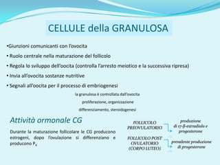 CELLULE della GRANULOSA
•Giunzioni comunicanti con l’ovocita
• Ruolo centrale nella maturazione del follicolo
• Regola lo sviluppo dell’oocita (controlla l’arresto meiotico e la successiva ripresa)
• Invia all’ovocita sostanze nutritive
• Segnali all’oocita per il processo di embriogenesi
                                 la granulosa è controllata dall’ovocita
                                     proliferazione, organizzazione
                                   differenziamento, steroidogenesi

 Attività ormonale CG                                             FOLLICOLO            produzione
                                                                PREOVULATORIO     di 17-β-estradiolo e
 Durante la maturazione follicolare le CG producono                                   progesterone
 estrogeni, dopo l’ovulazione si differenziano e                FOLLICOLO POST
 producono P4                                                     OVULATORIO     prevalente produzione
                                                                 (CORPO LUTEO)      di progesterone
 