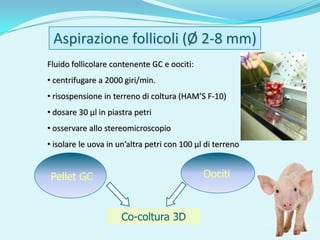 Aspirazione follicoli (Ø 2-8 mm)
Fluido follicolare contenente GC e oociti:
• centrifugare a 2000 giri/min.
• risospensione in terreno di coltura (HAM’S F-10)
• dosare 30 µl in piastra petri
• osservare allo stereomicroscopio
• isolare le uova in un’altra petri con 100 µl di terreno


 Pellet GC                                    Oociti



                      Co-coltura 3D
 