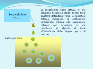 La sospensione viene estrusa in una
                    soluzione di alginato sodico; gli ioni bario
   Sosp cellulare   bivalenti diffondono verso la superficie
       + BaCl2
                    esterna inducendo la gelificazione
                    dell’alginato intorno alla sospensione
                    cellulare con formazione di una
                    membrana di alginato di bario
                    all’interfaccia delle singole gocce di
                    estruso.
Alginato di sodio
 