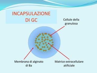 INCAPSULAZIONE
     DI GC                   Cellule della
                              granulosa




Membrana di alginato   Matrice extracellulare
      di Ba                  atificiale
 