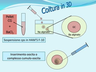 Pellet
  CG
   +                                     GC

 BaCl2                  Na alginato
                                      Ba alginato

Sospensione cps in HAM’S F-10



    Inserimento oocita o
  complesso cumulo-oocita
 