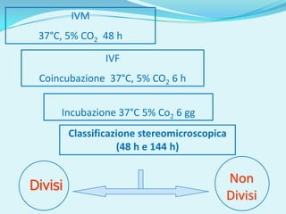 IVM
 37°C, 5% CO2 48 h

                IVF
 Coincubazione 37°C, 5% CO2 6 h


     Incubazione 37°C 5% Co2 6 gg
         Classificazione stereomicroscopica
                    (48 h e 144 h)

                                          Non
Divisi
                                          Divisi
 