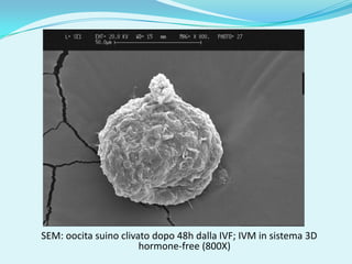 SEM: oocita suino clivato dopo 48h dalla IVF; IVM in sistema 3D
                       hormone-free (800X)
 