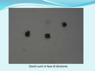 Oociti suini in fase di divisione
 