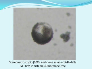 Stereomicroscopio (90X): embrione suino a 144h dalla
       IVF; IVM in sistema 3D hormone-free
 