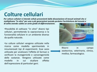 Colture cellulari
Per colture cellulari si intende cellule provenienti dalla dissociazione di tessuti animali che si
moltiplicano “in vitro” per una o più generazioni avendo perduto l’architettura del tessuto e
di solito avendo subito un certo grado di differenziazione.

•Possibilità di coltivare “in vitro” diversi tipi
cellulari, permettendo la sopravvivenza e la
funzionalità cellulare in un ambiente diverso
da quello naturale.

•Le colture cellulari vengono utilizzate nella
ricerca come modello sperimentale in
                                                                    Ritorni       in         campo
innumerevoli tipi di esperimenti. Esse sono
                                                                    zootecnico, veterinario, clinico,
utilizzate per analizzare l'effetto di farmaci e
                                                                    medico, farmacologico.
verificare la mutagenicità e cancerogenicità
delle sostanze. Vengono utilizzate come
modello      in     cui     studiare      effetto
dell'espressione di particolari geni.
 