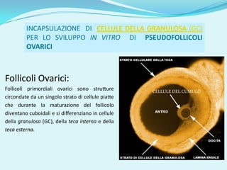 INCAPSULAZIONE DI CELLULE DELLA GRANULOSA (GC)
         PER LO SVILUPPO IN VITRO DI PSEUDOFOLLICOLI
         OVARICI



Follicoli Ovarici:
Follicoli primordiali ovarici sono strutture        CELLULE DEL CUMULO
circondate da un singolo strato di cellule piatte
che durante la maturazione del follicolo
diventano cuboidali e si differenziano in cellule
della granulosa (GC), della teca interna e della
teca esterna.
 