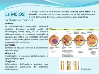 La meiosi sussiste in due divisioni nucleari (indicate come meiosi I e
La MEIOSI                meiosi II) che producono un totale di quattro nuclei figli, aventi ciascuno
                         la metà del numero dei cromosomi presenti nel nucleo di partenza.
Ia Divisione meiotica
Profase I
La cromatina inizia a condensarsi e i cromosomi
duplicati diventano pertanto visibili al
microscopio; subito dopo, in un processo
chiamato sinapsi, i cromosomi omologhi si
appaiano per tutta la loro lunghezza. Formatasi
questa struttura che prende in nome di tetrade
può avvenire il crossing over.
Metafase I
Formazione del fuso mitotico e allineamento
degli omologhi.
Anafase I
I cromosomi si separano completamente e
migrano verso il polo.
Telofase I
Riformazione dell’involucro nucleare con
distribuzione asimmetrica del materiale
citoplasmatico.                                                                     Crossing over
 