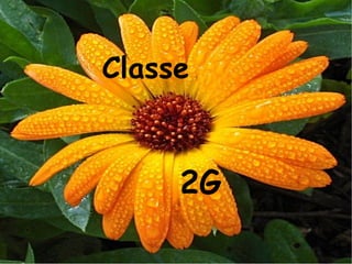 Classe  2G 