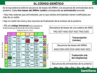 4 eso.t2.la informaci n gen tica.santillana | PPT