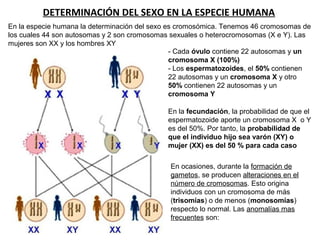 DETERMINACIÓN DEL SEXO EN LA ESPECIE HUMANA
En la especie humana la determinación del sexo es cromosómica. Tenemos 46 cromosomas de
los cuales 44 son autosomas y 2 son cromosomas sexuales o heterocromosomas (X e Y). Las
mujeres son XX y los hombres XY
- Cada óvulo contiene 22 autosomas y un
cromosoma X (100%)
- Los espermatozoides, el 50% contienen
22 autosomas y un cromosoma X y otro
50% contienen 22 autosomas y un
cromosoma Y
En la fecundación, la probabilidad de que el
espermatozoide aporte un cromosoma X o Y
es del 50%. Por tanto, la probabilidad de
que el individuo hijo sea varón (XY) o
mujer (XX) es del 50 % para cada caso
En ocasiones, durante la formación de
gametos, se producen alteraciones en el
número de cromosomas. Esto origina
individuos con un cromosoma de más
(trisomías) o de menos (monosomías)
respecto lo normal. Las anomalías mas
frecuentes son:
 