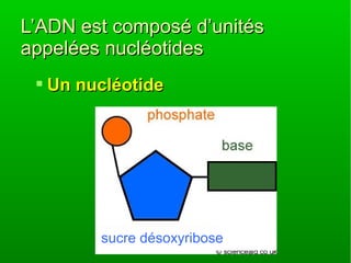 L’ADN est composé d’unités
appelées nucléotides
 Un nucléotide

sucre désoxyribose

 
