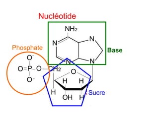 Nucléotide

Phosphate

Base

Sucre

 