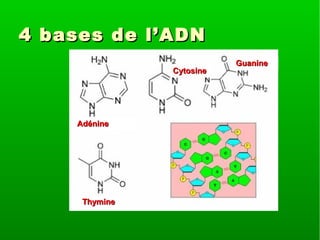 4 bases de l’ADN
Cytosine

Adénine

Thymine

Guanine

 