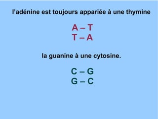 l’adénine est toujours appariée à une thymine

A–T
T–A
la guanine à une cytosine.

C–G
G–C

 