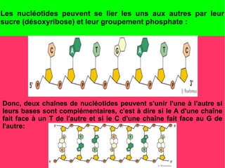 Les nucléotides peuvent se lier les uns aux autres par leur
sucre (désoxyribose) et leur groupement phosphate :
●

i

Donc, deux chaînes de nucléotides peuvent s'unir l'une à l'autre si
leurs bases sont complémentaires, c'est à dire si le A d'une chaîne
fait face à un T de l'autre et si le C d'une chaîne fait face au G de
l'autre:

 