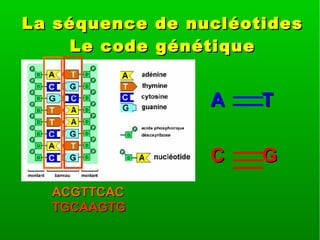 La séquence de nucléotides
Le code génétique

A
C
ACGTTCAC
TGCAAGTG

T
G

 