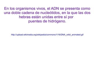 En los organismos vivos, el ADN se presenta como
una doble cadena de nucleótidos, en la que las dos
hebras están unidas entre sí por
puentes de hidrógeno.

http://upload.wikimedia.org/wikipedia/commons/1/16/DNA_orbit_animated.gif

 