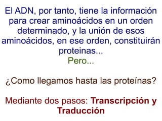 El ADN, por tanto, tiene la información
para crear aminoácidos en un orden
determinado, y la unión de esos
aminoácidos, en ese orden, constituirán
proteinas...
Pero...
¿Como llegamos hasta las proteínas?
Mediante dos pasos: Transcripción y
Traducción

 