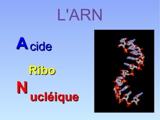 L'ARN
A cide
Ribo

N ucléique

 