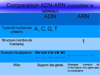 Comparaison ADN-ARN (compléter le
tableau)

ADN

Types de nucléotides
présents

A, C, G, T
1

Structure (nombre de
filaments)
Exemple de séquence TAC GAC CAC CTC TCC
___ ___ ___ ___ ___

Rôle

ARN

Support des gènes

___ ___ ___ ___ ___

Messager: transport de
l'information d'un gène dans
le cytoplasme

 