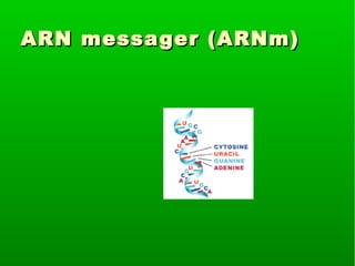 ARN messa ger (ARNm)

 