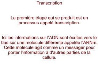 Transcription
La première étape qui se produit est un
processus appelé transcription.
Ici les informations sur l'ADN sont écrites vers le
bas sur une molécule différente appelée l'ARNm.
Cette molécule agit comme un messager pour
porter l'information à d'autres parties de la
cellule.

 
