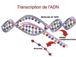 Transcription de l'ADN

 
