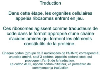 Traduction
Dans cette étape, les organites cellulaires
appelés ribosomes entrent en jeu.
Ces ribosomes agissent comme traducteurs de
code dans le format approprié d'une chaîne
d'acides aminés qui forment les éléments
constitutifs de la protéine.
Chaque codon (groupe de 3 nucléotides de l'ARNm) correspond à
un acide aminé, sauf 3 codons, appelés codons-stop, qui
provoquent l'arrêt de la traduction.
Le codon AUG, appelé codon-initiateur, va permettre de
commencer la traduction

 