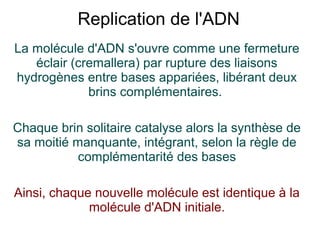 Replication de l'ADN
La molécule d'ADN s'ouvre comme une fermeture
éclair (cremallera) par rupture des liaisons
hydrogènes entre bases appariées, libérant deux
brins complémentaires.
Chaque brin solitaire catalyse alors la synthèse de
sa moitié manquante, intégrant, selon la règle de
complémentarité des bases
Ainsi, chaque nouvelle molécule est identique à la
molécule d'ADN initiale.

 