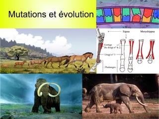 Mutations et évolution

 