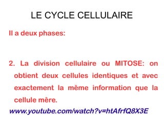 LE CYCLE CELLULAIRE
Il a deux phases:

2. La division cellulaire ou MITOSE: on
obtient deux cellules identiques et avec
exactement la même information que la
cellule mêre.

www.youtube.com/watch?v=htAfrfQ8X3E

 