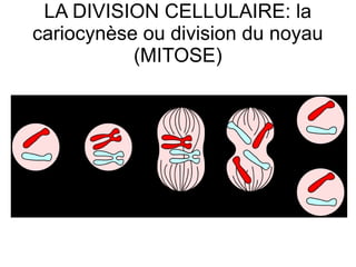 LA DIVISION CELLULAIRE: la
cariocynèse ou division du noyau
(MITOSE)

 