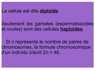 La cellule est dite diploïde
Seulement les gametes (espermatozoides
et ovules) sont des cellules haploïdes.
Si n représente le nombre de paires de
chromosomes, la formule chromosomique
d'un individu s'écrit 2n = 46.

 