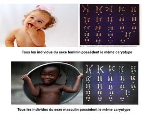 Tous les individus du sexe feminin possèdent le même caryotype

Tous les individus du sexe masculin possèdent le même caryotype

 